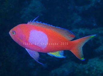 スミレナガハナダイ