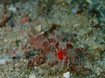 フリソデエビ＋キンチャクガ二抱卵個体