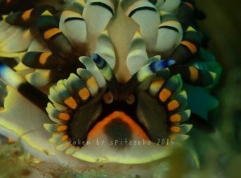 リュウキュウカスミミノウミウシ、顔のアップだ!