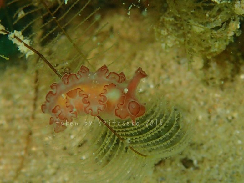 ロマノータスspまだいるぞ!!