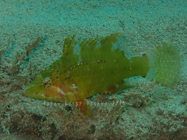 コッカレルラス