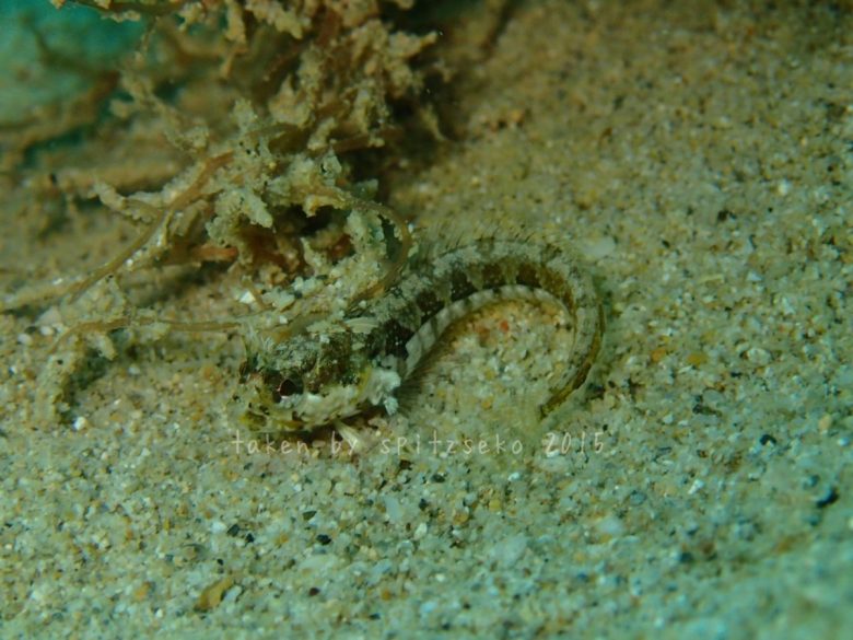ハダカコケギンポだと思うんだけれど…アライソコケギンポかな