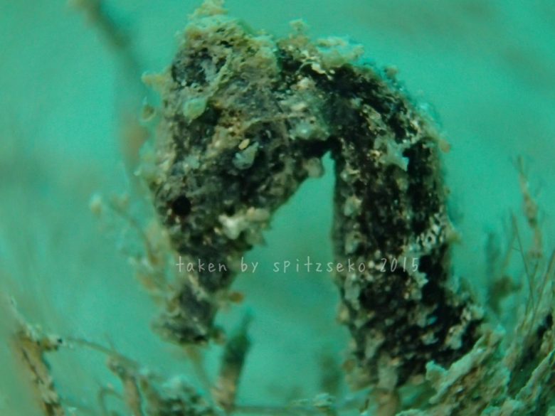 オオウミウマ子供