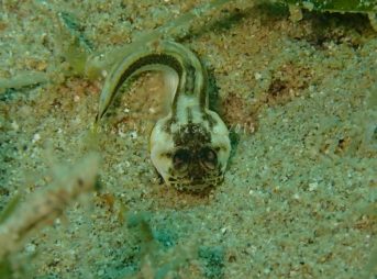 カエルアマダイ子供