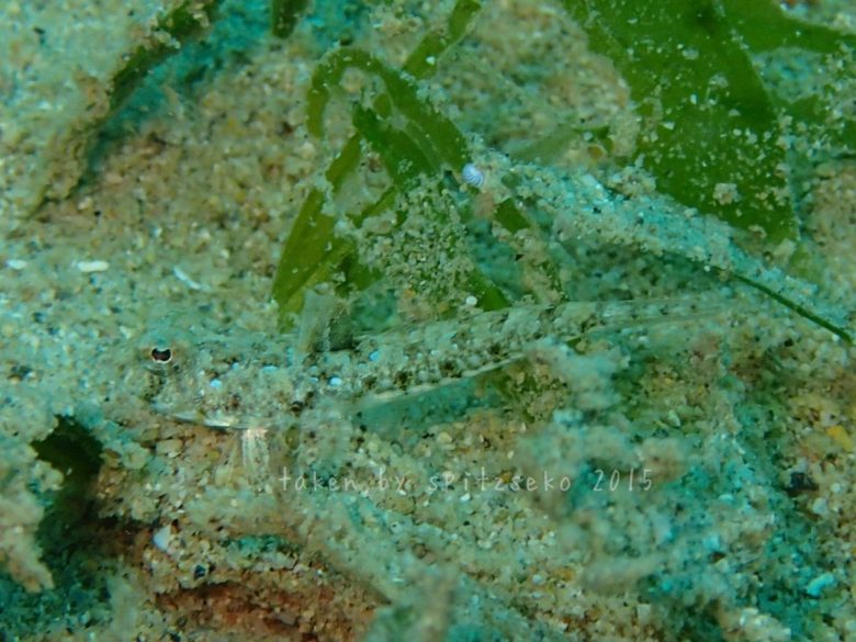 イトヒキヌメリ属の仲間子供