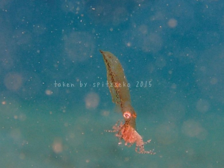 ヒメイカ、カニを捕食中