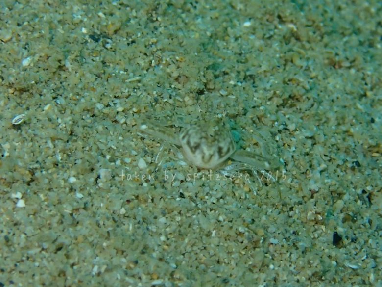 コブシガニ科の一種