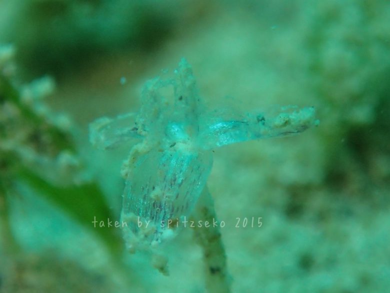 ウミヒルモの花