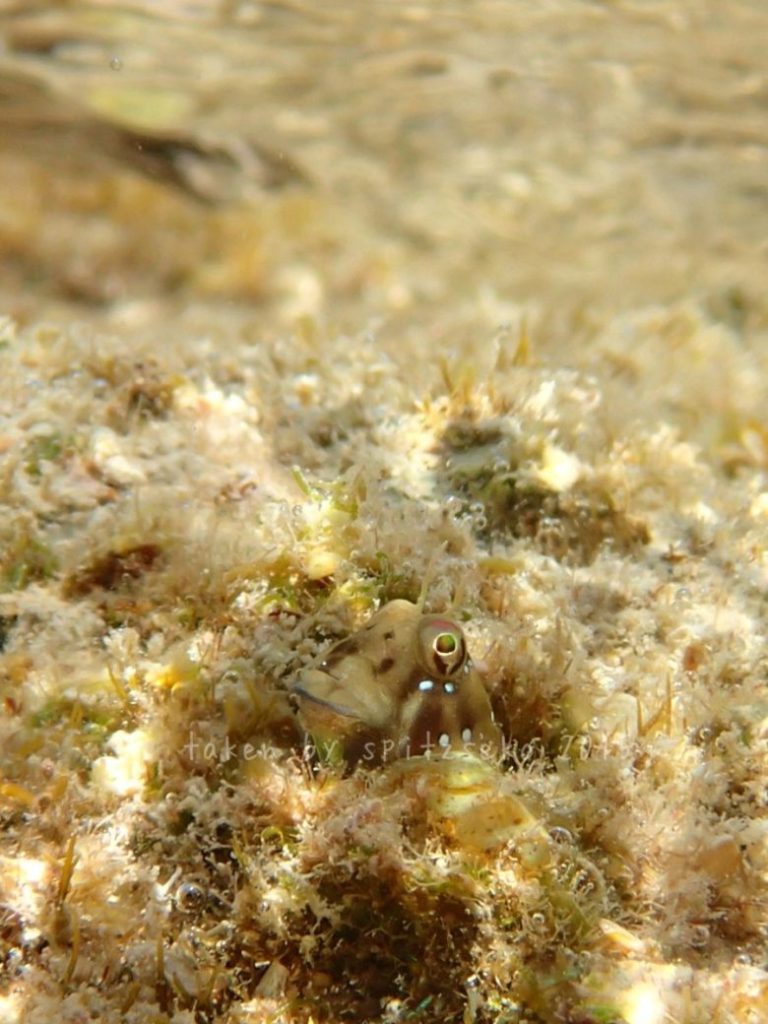 ロウソクギンポ