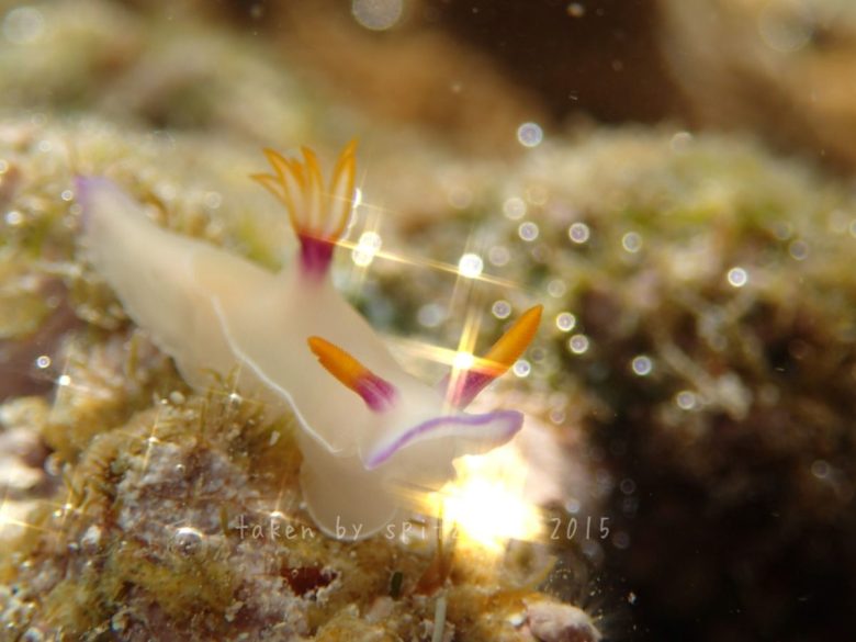 ゾウゲイロウミウシ、スーパーマクロモード、クリスタルフィルターON