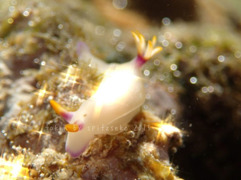 ゾウゲイロウミウシ、スーパーマクロモード、クリスタルフィルターON