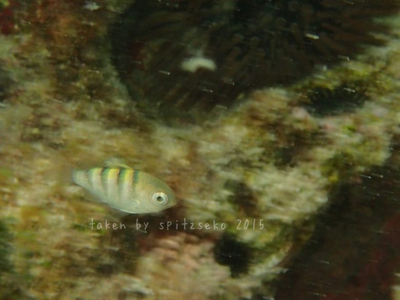 オヤビッチャ子供