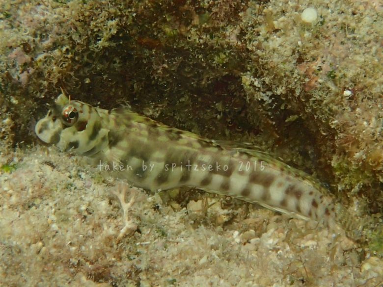 ホホグロギンポ