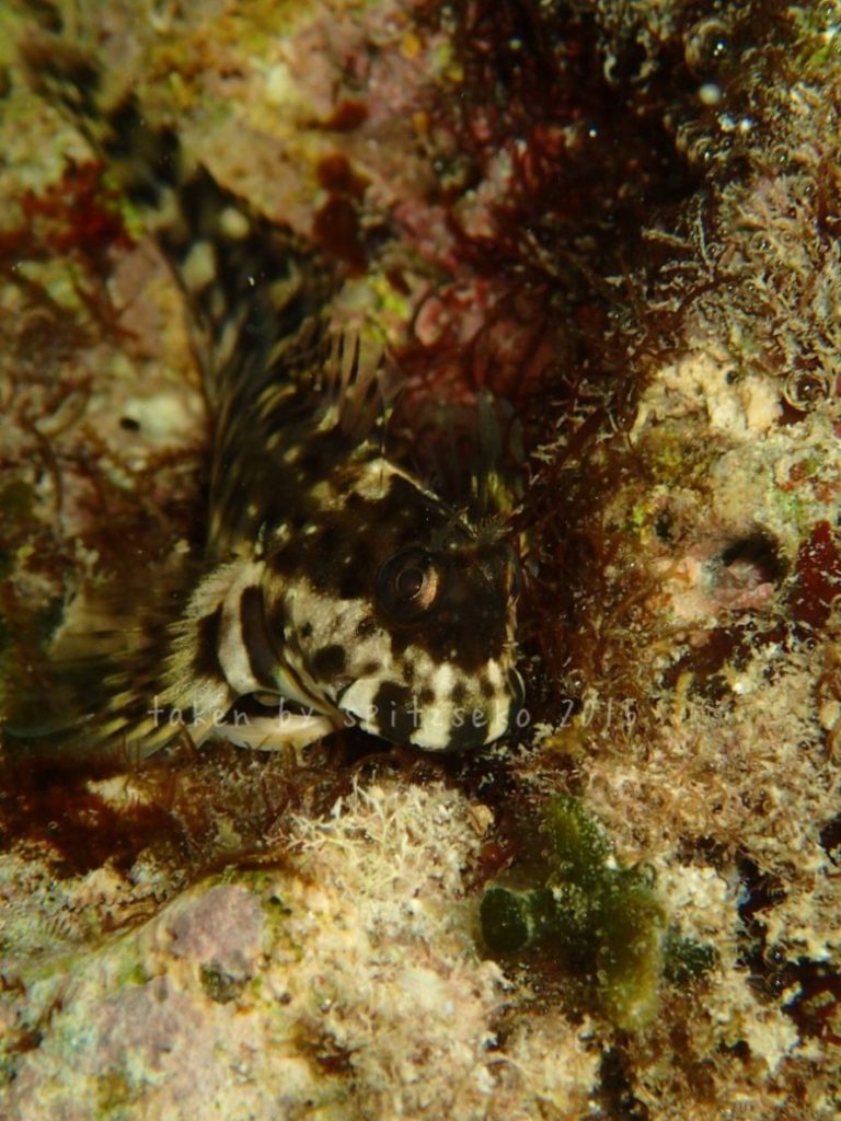 キカイカエルウオ