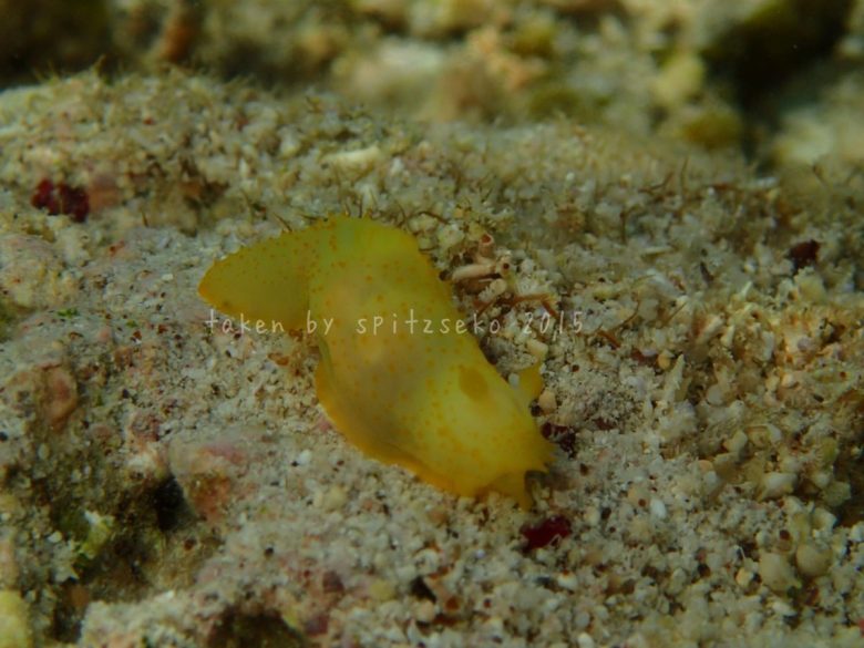 キヌハダモドキ