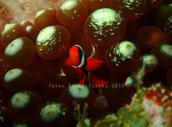 ハマクマノミyg