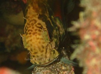 ホソカワインドカエルウオではないでしようか?