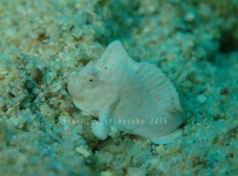 ヒメヒラタカエルアンコウ