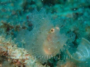 ボロカサゴ前からも撮影