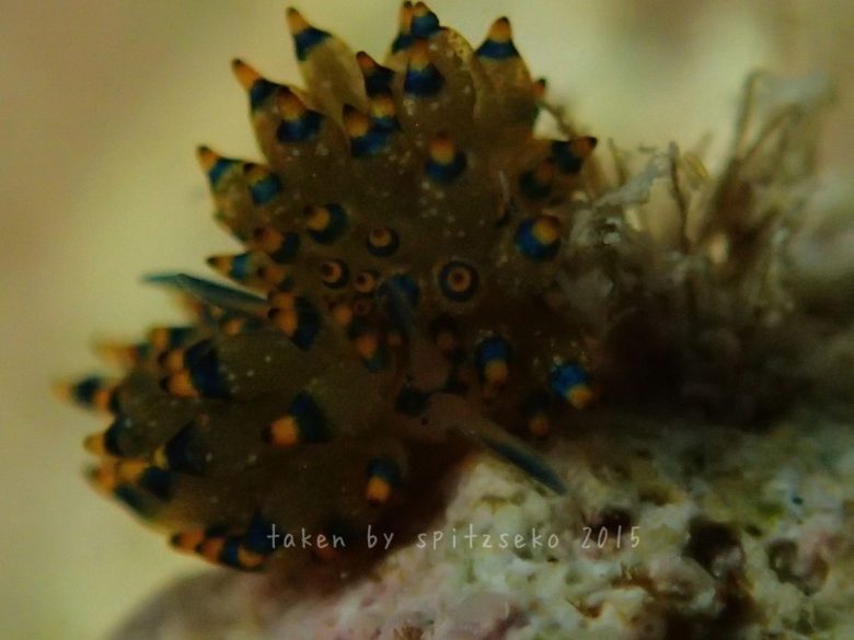 アオモウミウシ