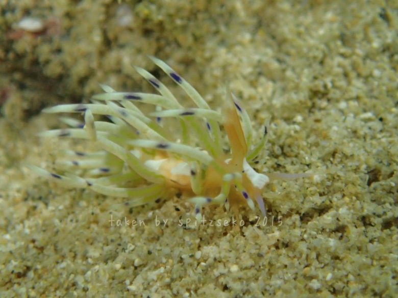 ミノウミウシの仲間