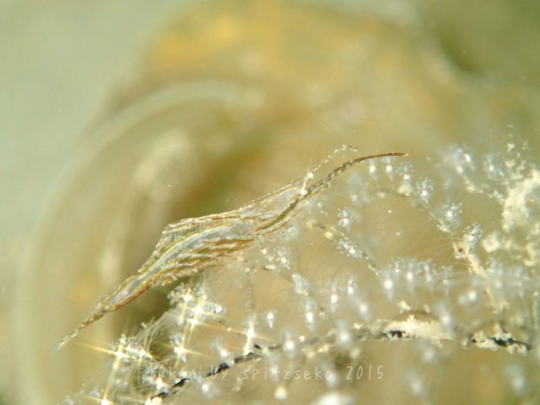 カゲロウカクレエビ