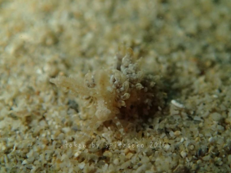 ヤマトワグシウミウシ