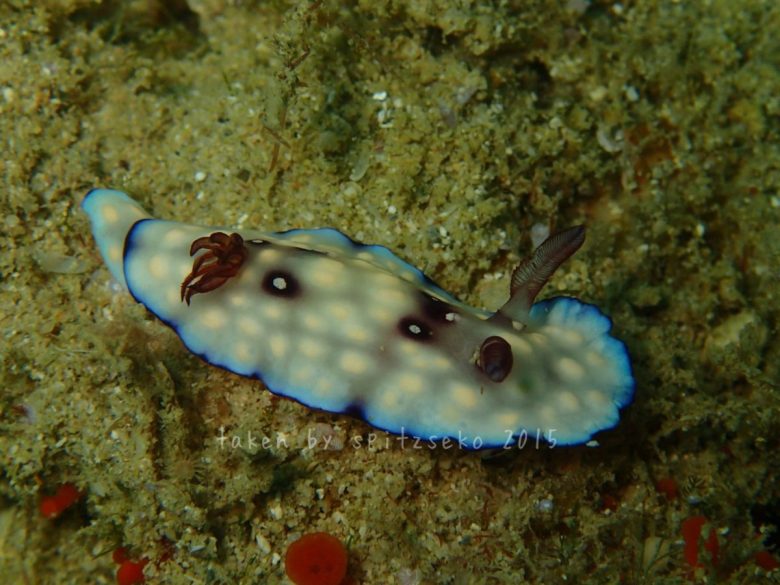 クロモドーリス・ヒントゥアネンシス