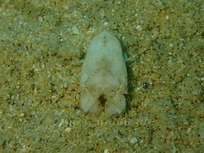 セミエビの仲間子供