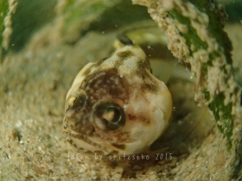 カエルアマダイ