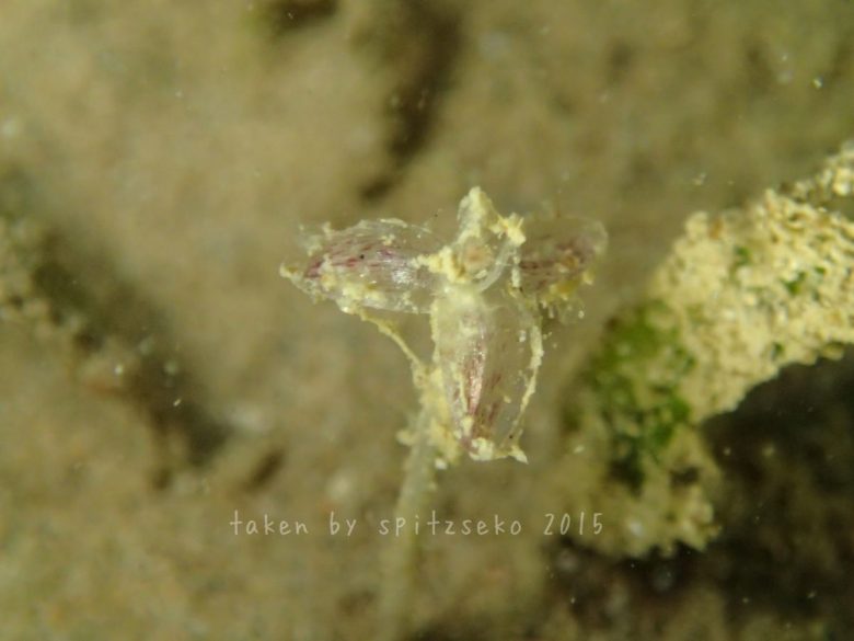 ウミヒルモの花