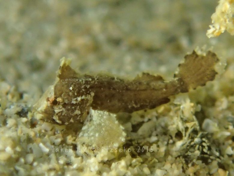 アカントフェックス・レウリニス