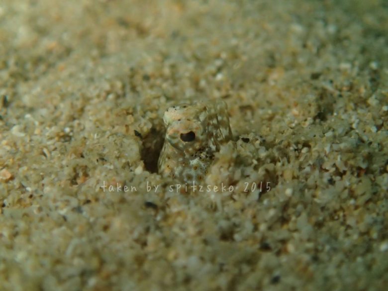 テングギンポハゼ