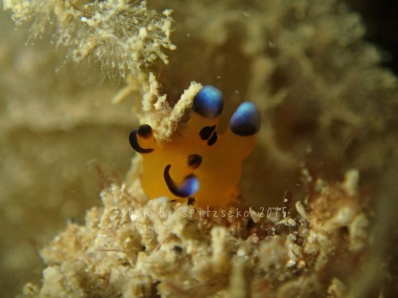 ウデフリツノザヤウミウシ