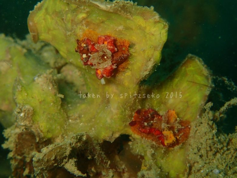 ネコジタウミウシsp