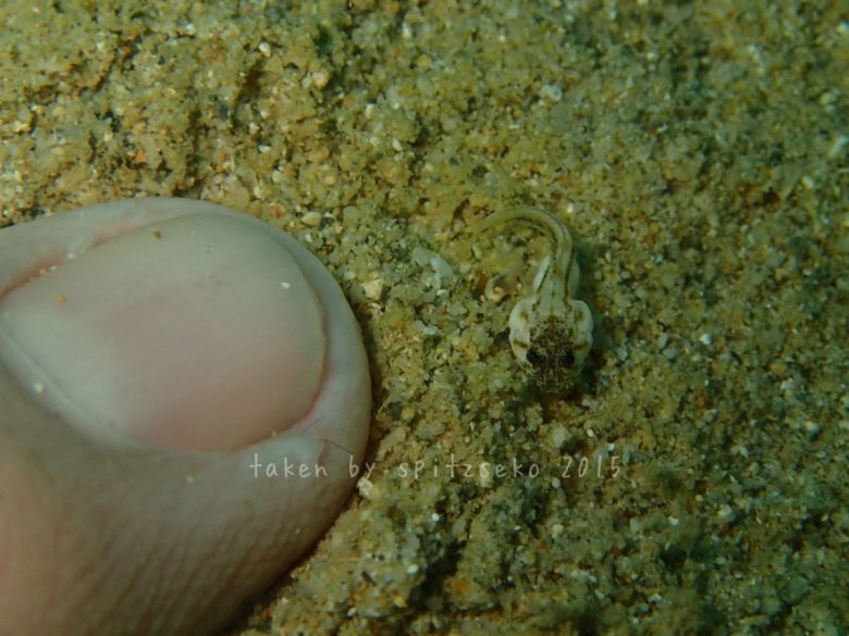 カエルアマダイyg