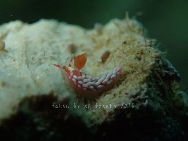 ツツイシミノウミウシ