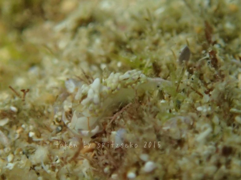 トウリンミノウミウシ