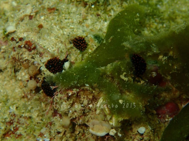 テントウウミウシ