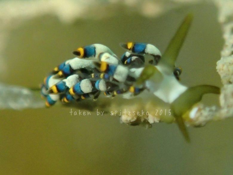 フトガヤミノウミウシ