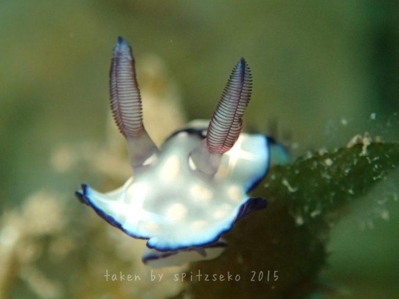 クロモドーリス・ヒントゥアネンシス