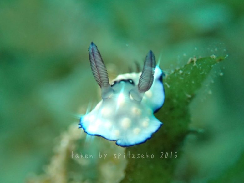 クロモドーリス・ヒントゥアネンシス