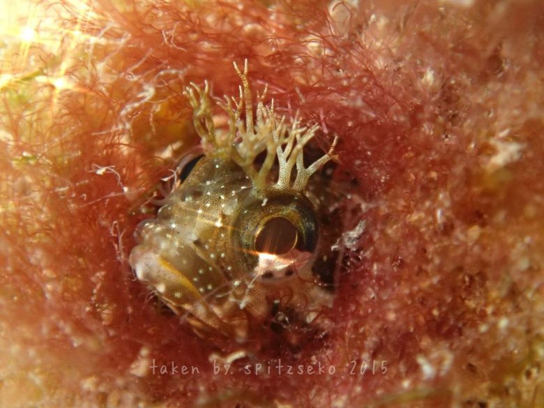 ハダカコケギンポ