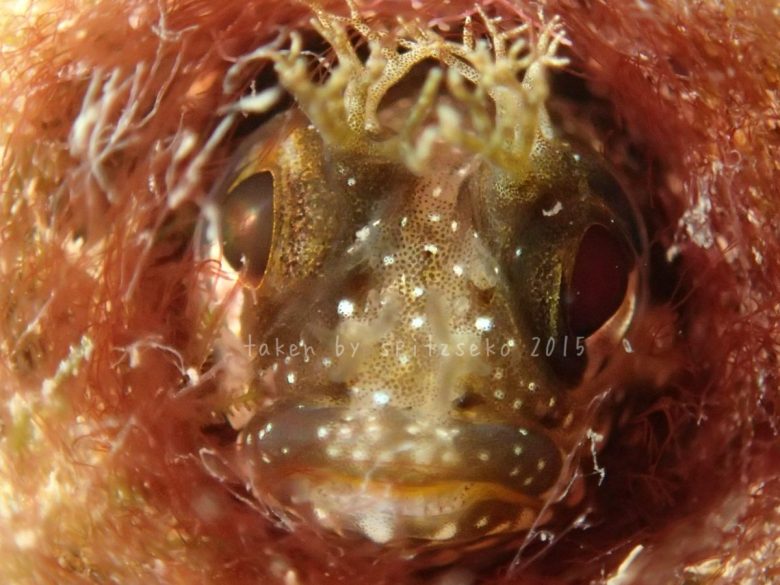 ハダカコケギンポ