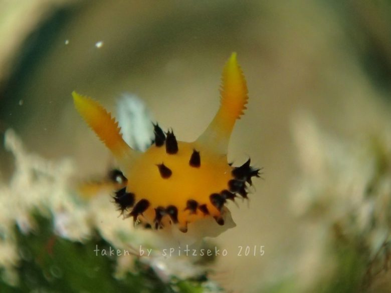 ヤグルマウミウシ