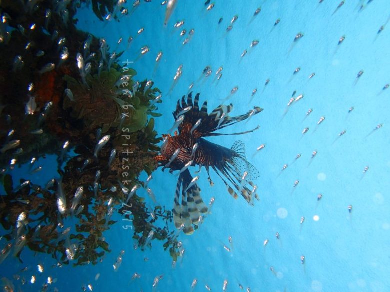 ハナミノカサゴ