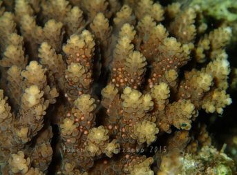 サンゴの産卵、バンドル(卵)がサンゴの表面に浮き上がってきました