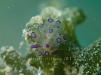 コヤナギウミウシsp