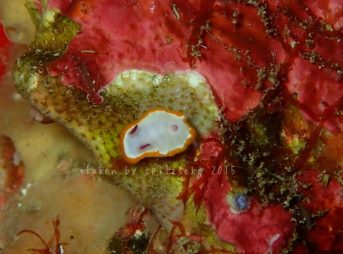 クリヤイロウミウシ