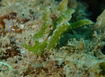 フリソデミドリガイ